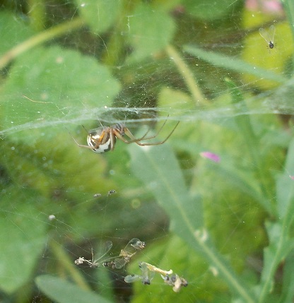 Frontinellina frutetorum